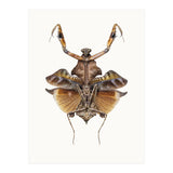 Cc Insects 06 (Print Only) thumbnail