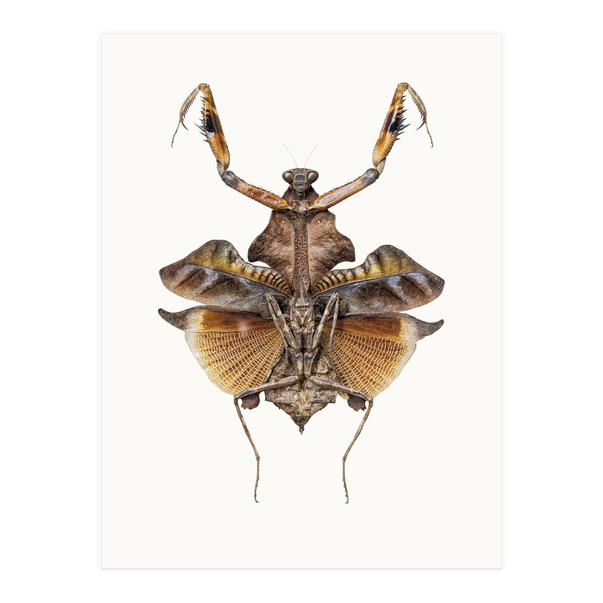 Cc Insects 06 (Print Only)