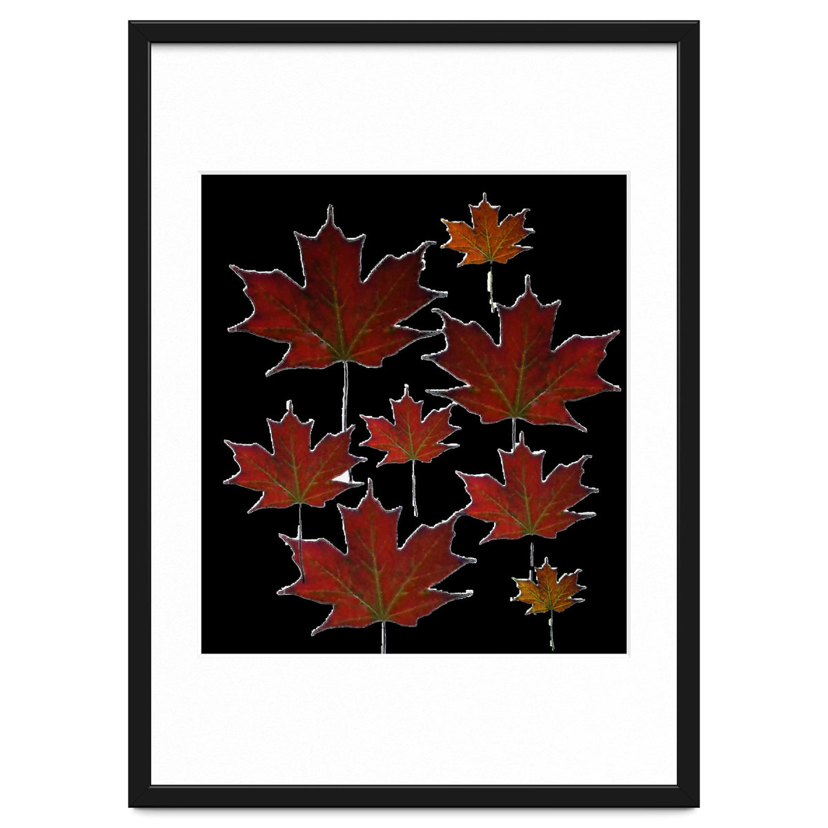 Red Autumn Leaves on Black Ground.