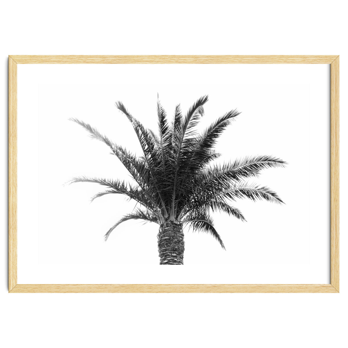 Palm Tree