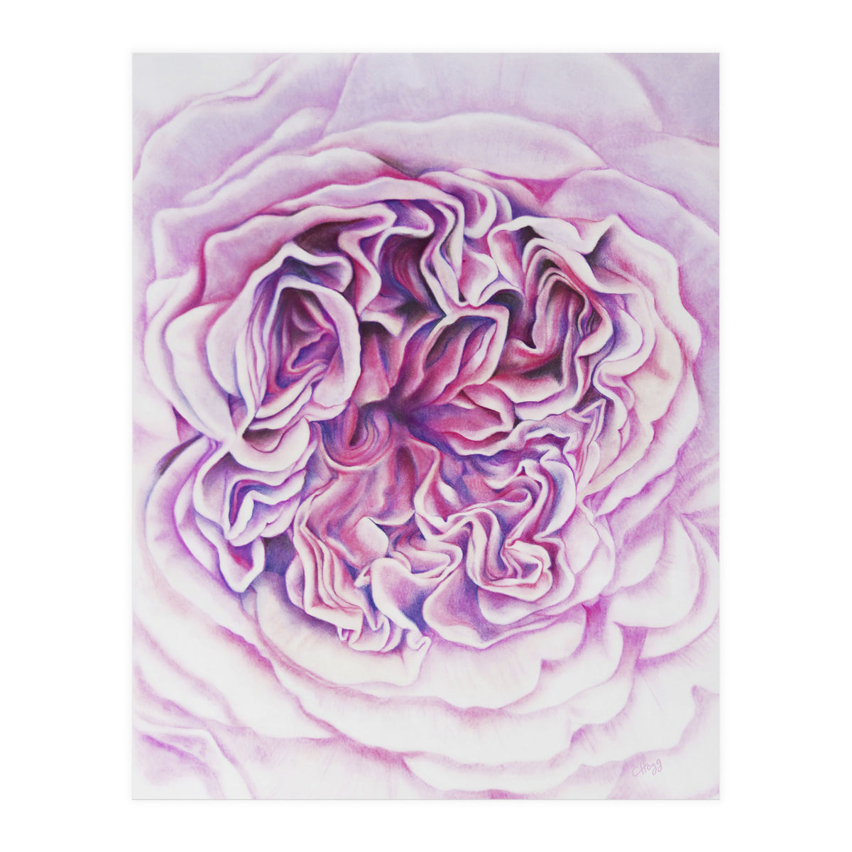 A Rose Is A Rose Std (Print Only)