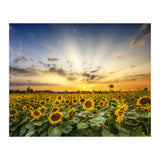 Sunflower field in the evening  (Print Only) thumbnail