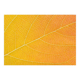 Autumn Leaf (Print Only) thumbnail
