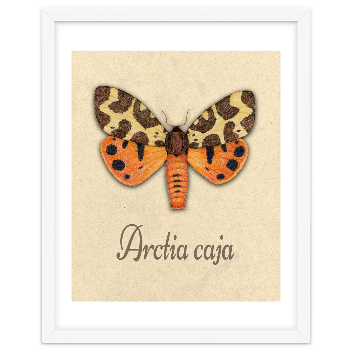 Garden tiger moth illustration
