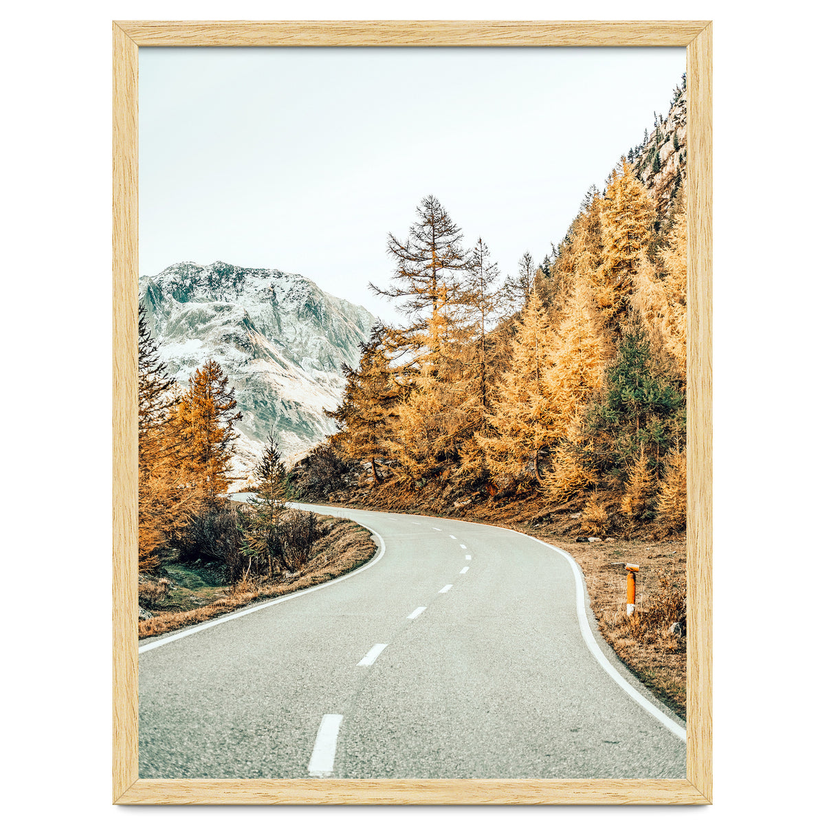 Snow and Golden Pine