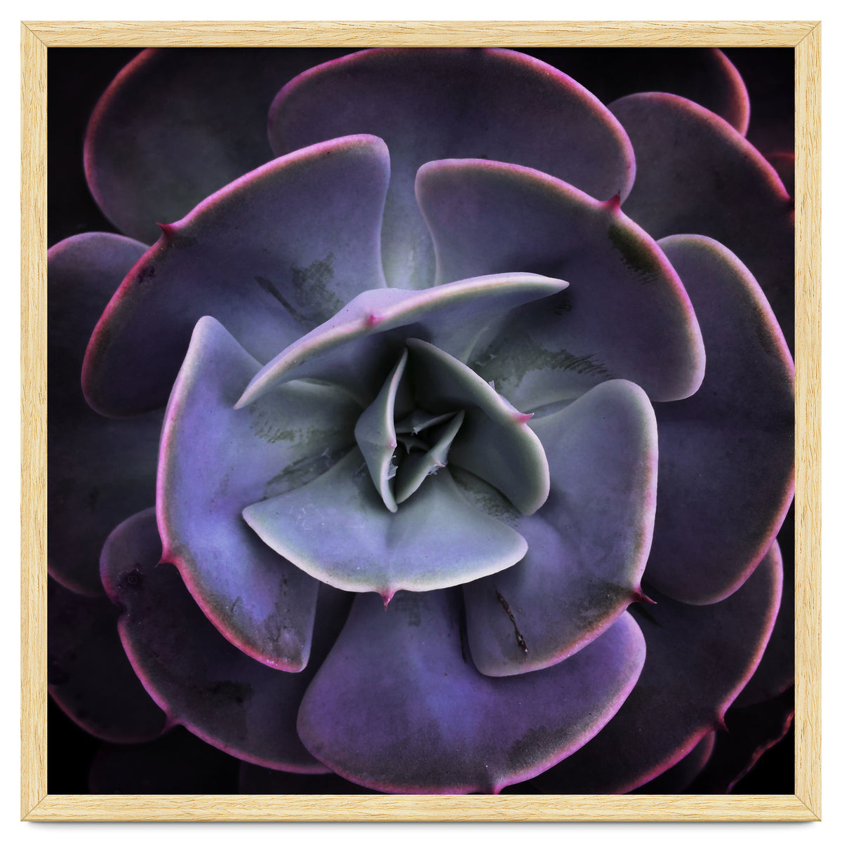 DARKSIDE OF SUCCULENTS VII