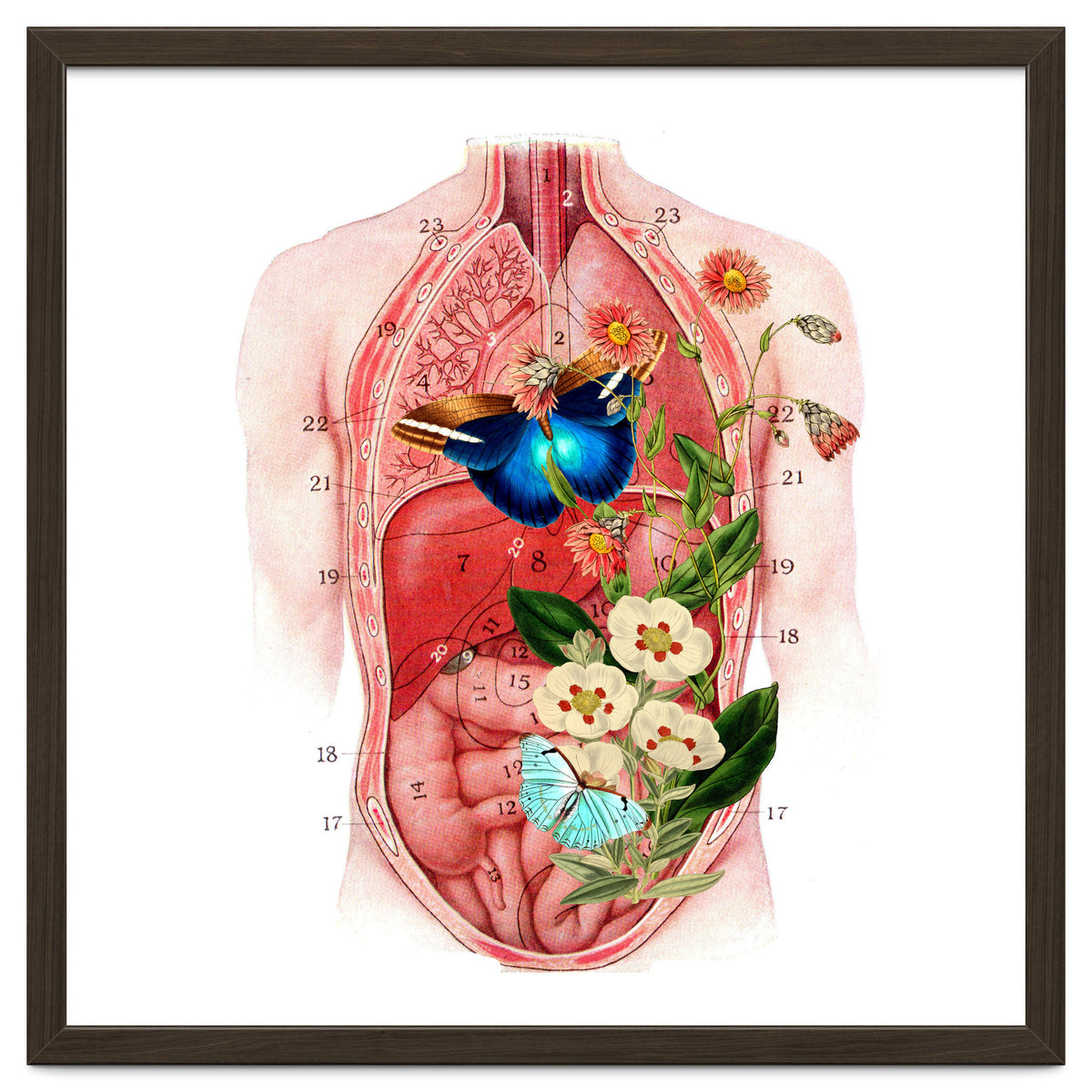 Butterflys In The Belly Makes Flower Grows