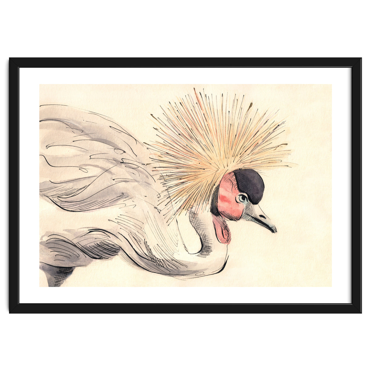 Crowned Crane