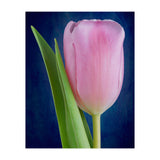 Tulip (Print Only) thumbnail