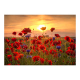 Poppies Sunset (Print Only) thumbnail