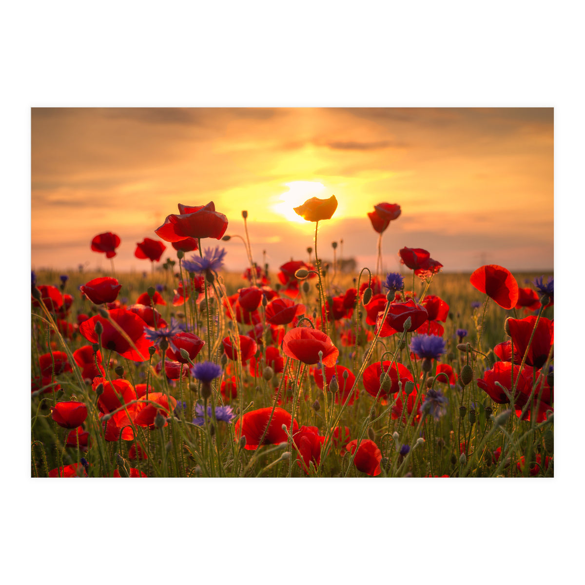 Poppies Sunset (Print Only)