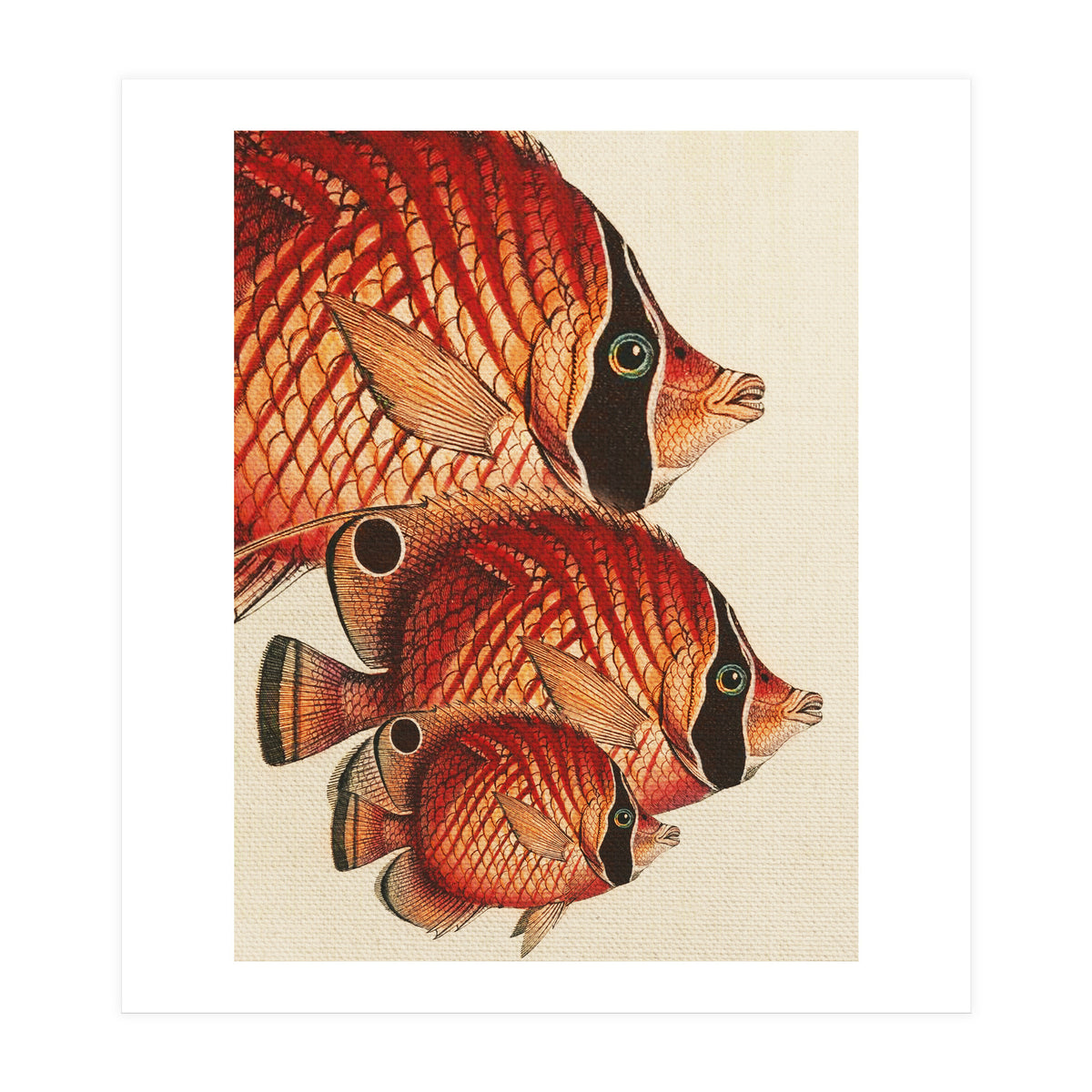 Fish Classic Designs 2 (Print Only)
