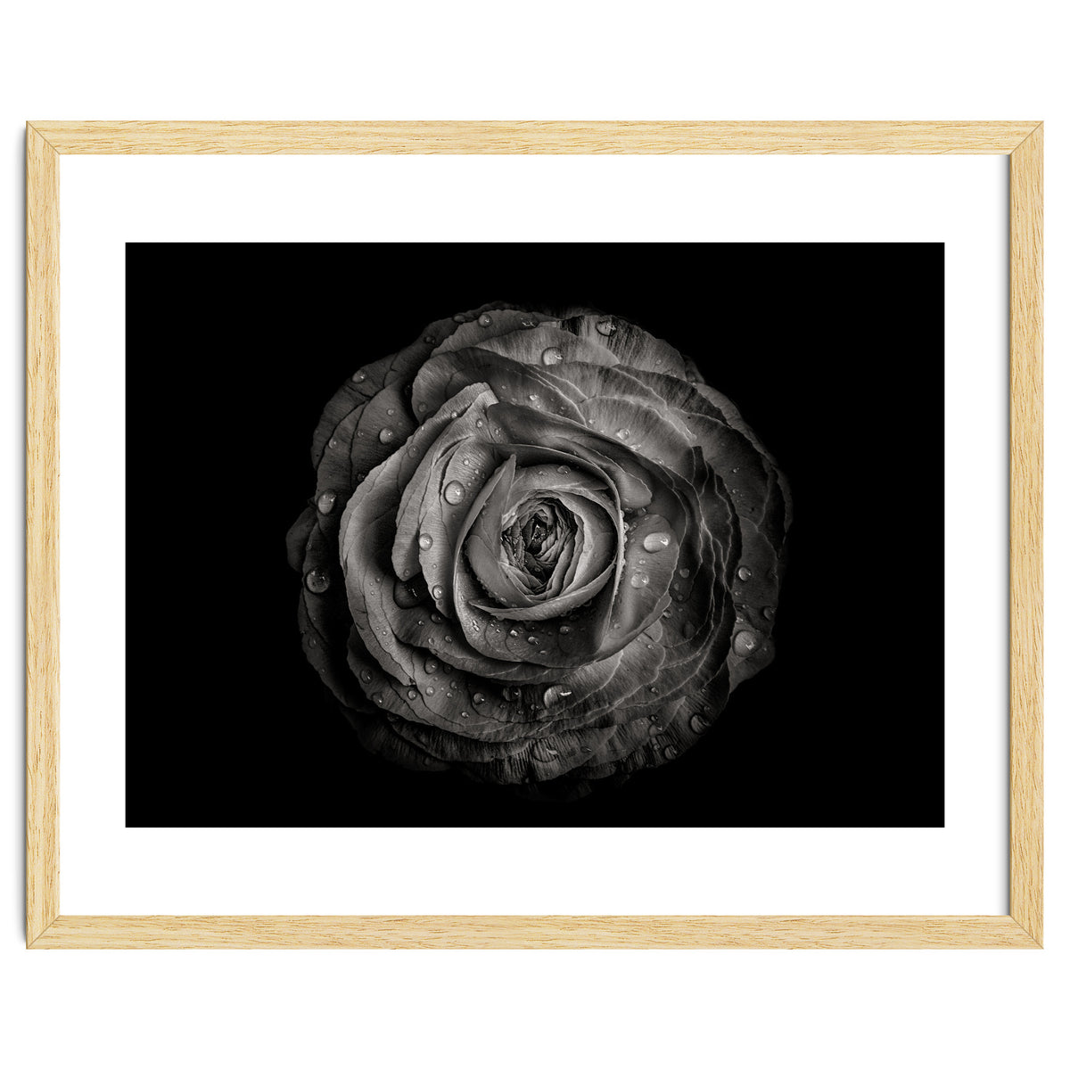 Backyard Flowers In Black And White 72