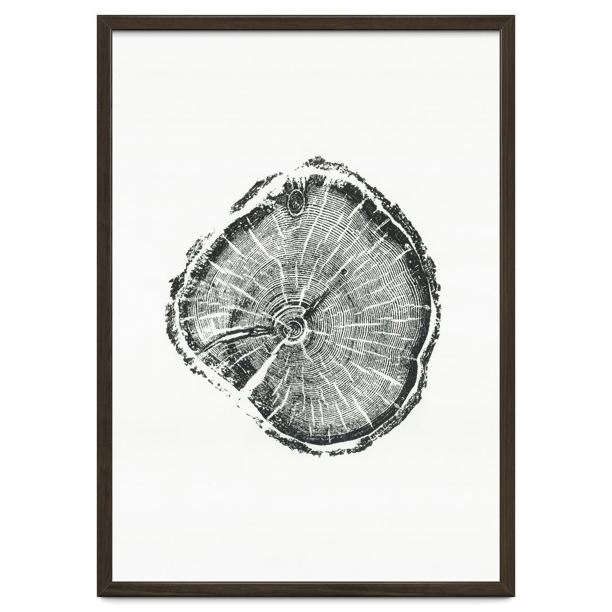 Tree Ring Print, Albion Basin, Utah, Pine Tree Print