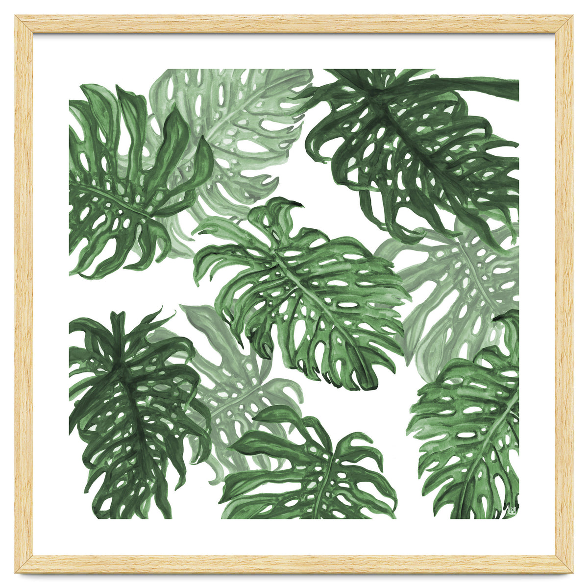 Monstera Deliciosa