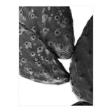 Black Cactus (Print Only) thumbnail