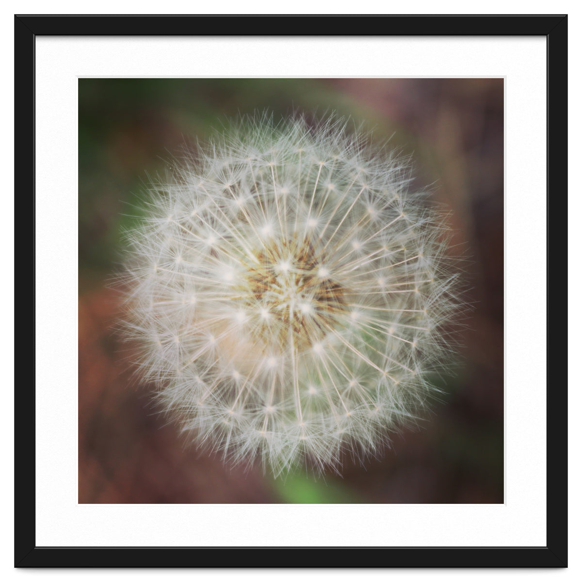 dandelion clock