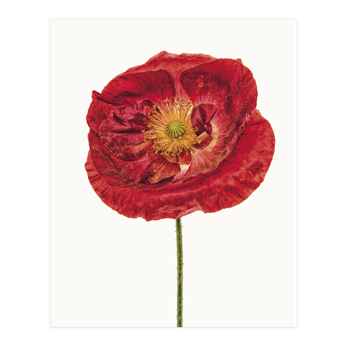 Cc Poppy 05 (Print Only)