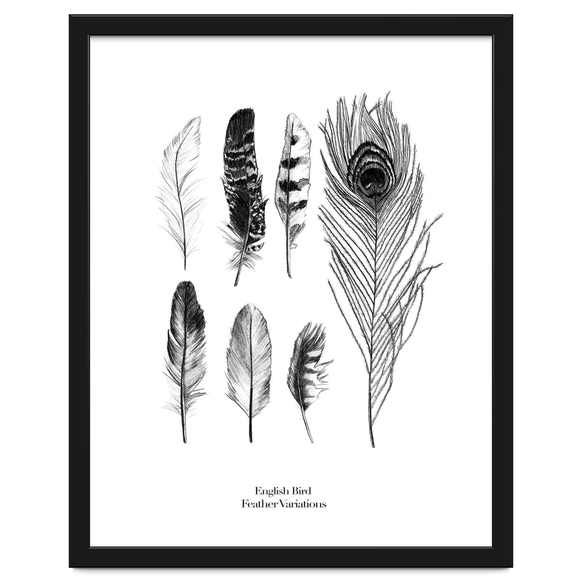 English Feather Variations