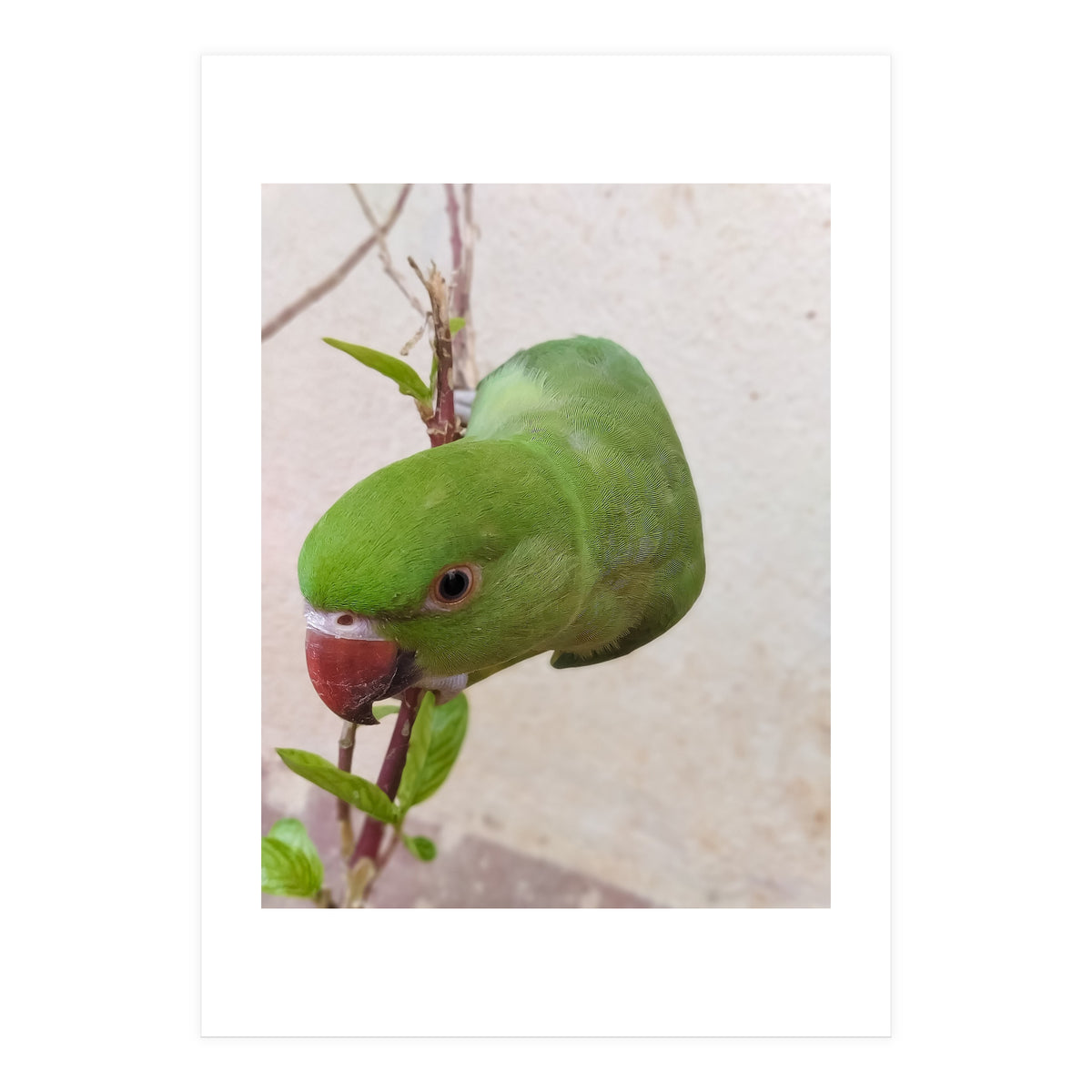 Cute Parrot (Print Only)