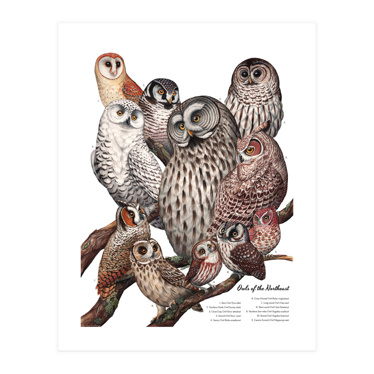 Owls Of The Northeast (Print Only)
