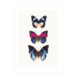 Cc Butterflies 03 (Print Only) thumbnail