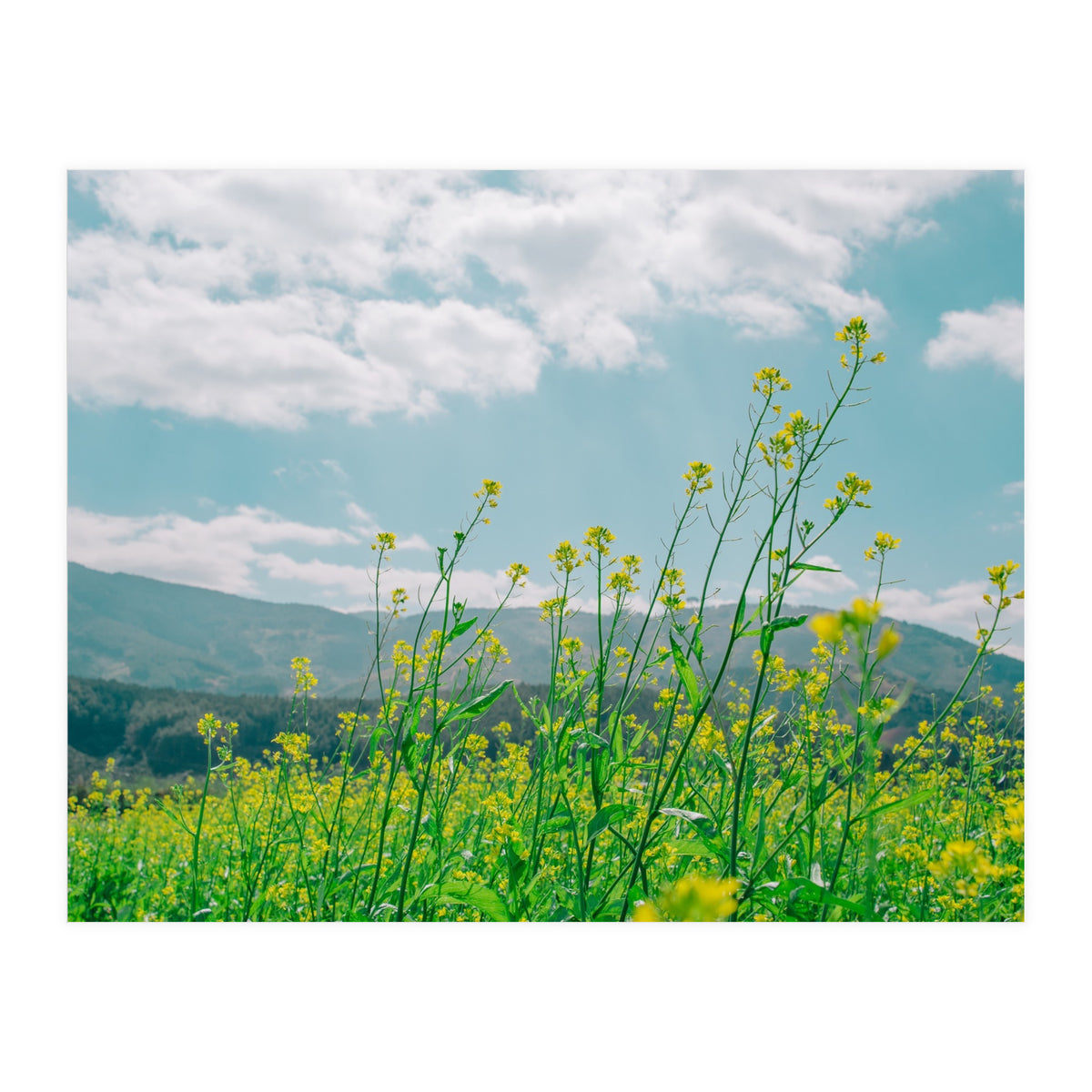 Flowers (Print Only)