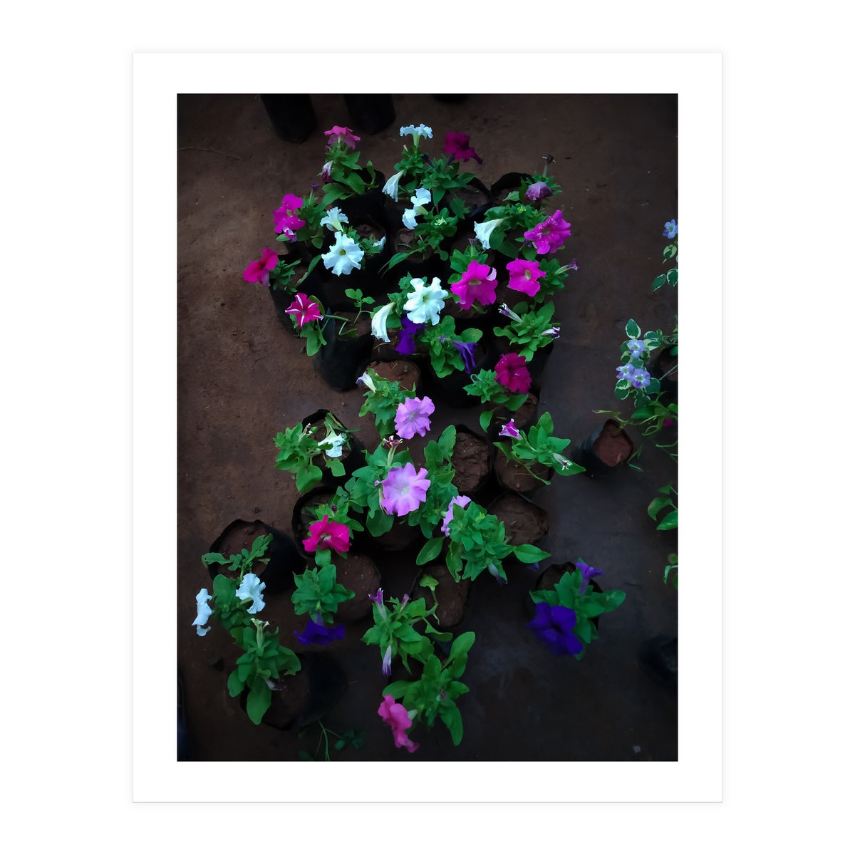 Beautiful Flower Garden (Print Only)