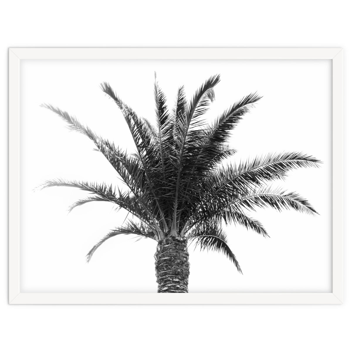 Palm Tree