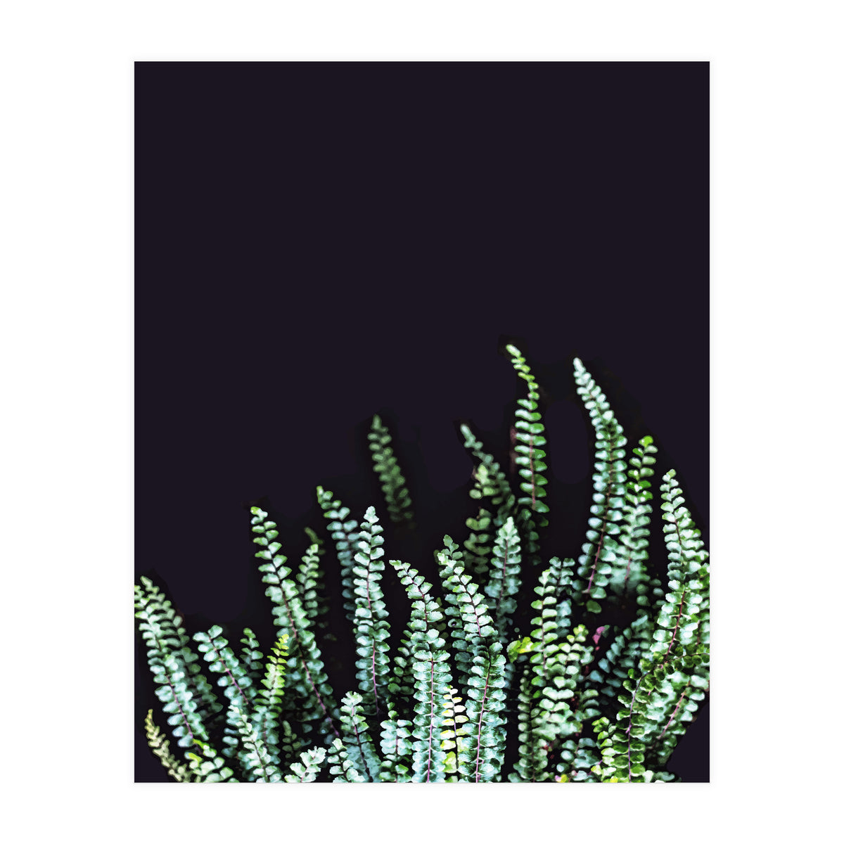 Dark Nature (Print Only)