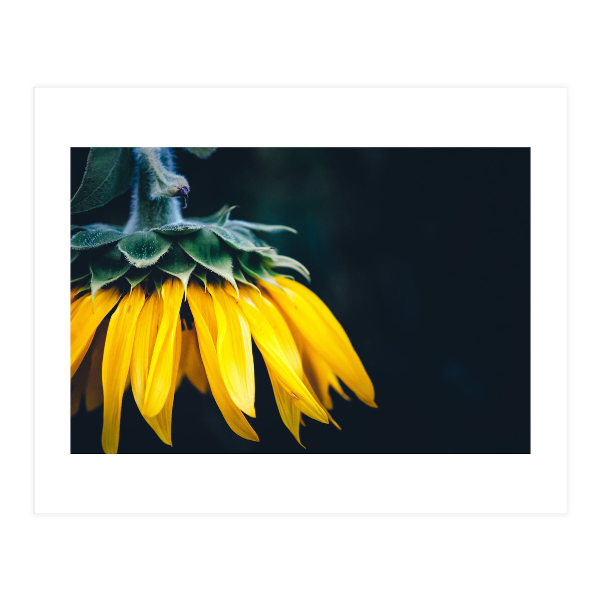 Sunflower Detail 1 (Print Only)