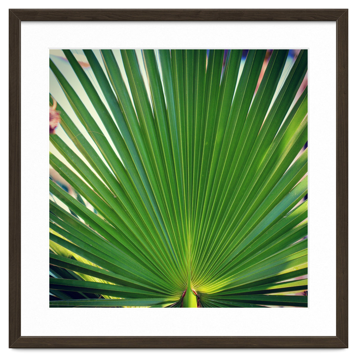 palm leaf