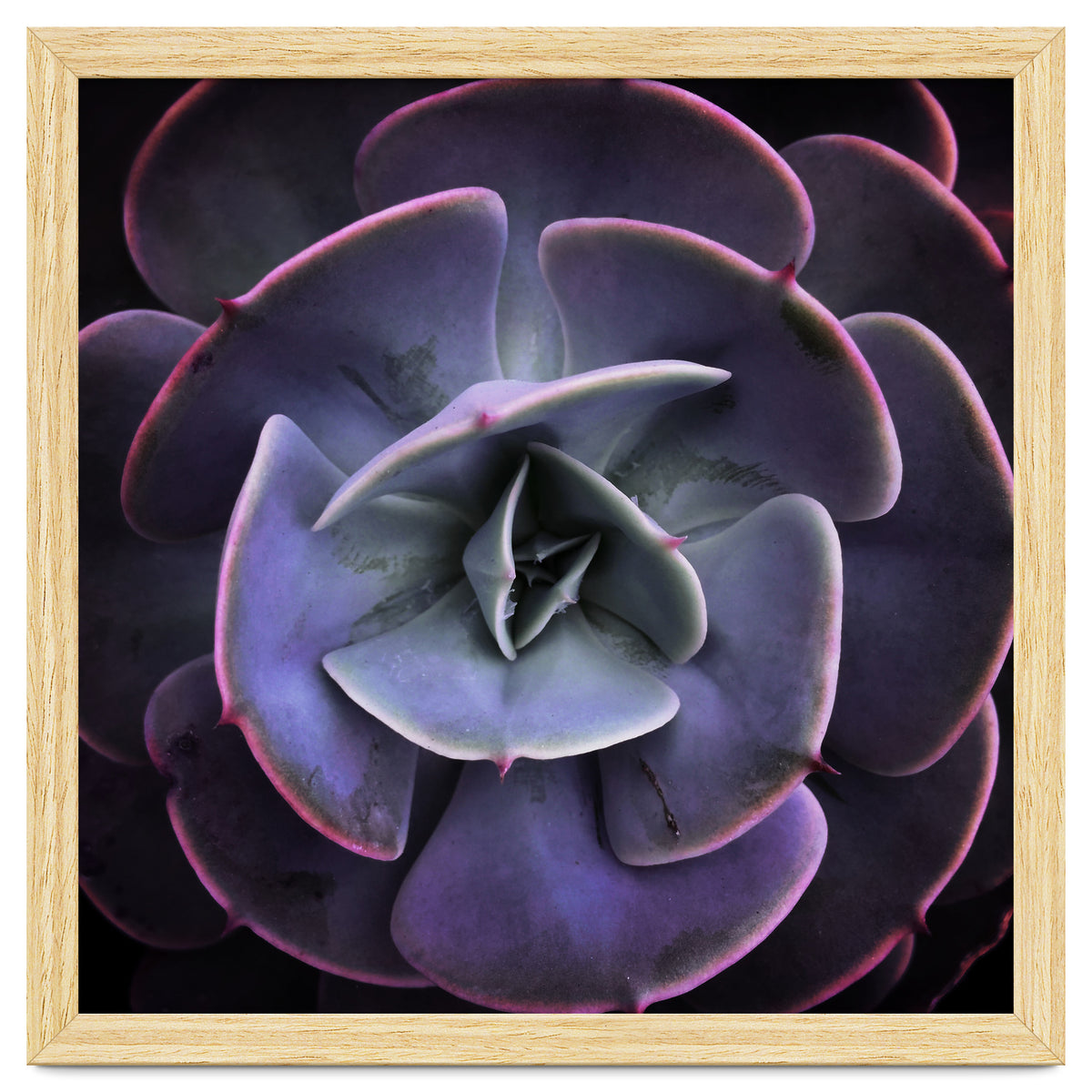 DARKSIDE OF SUCCULENTS VII