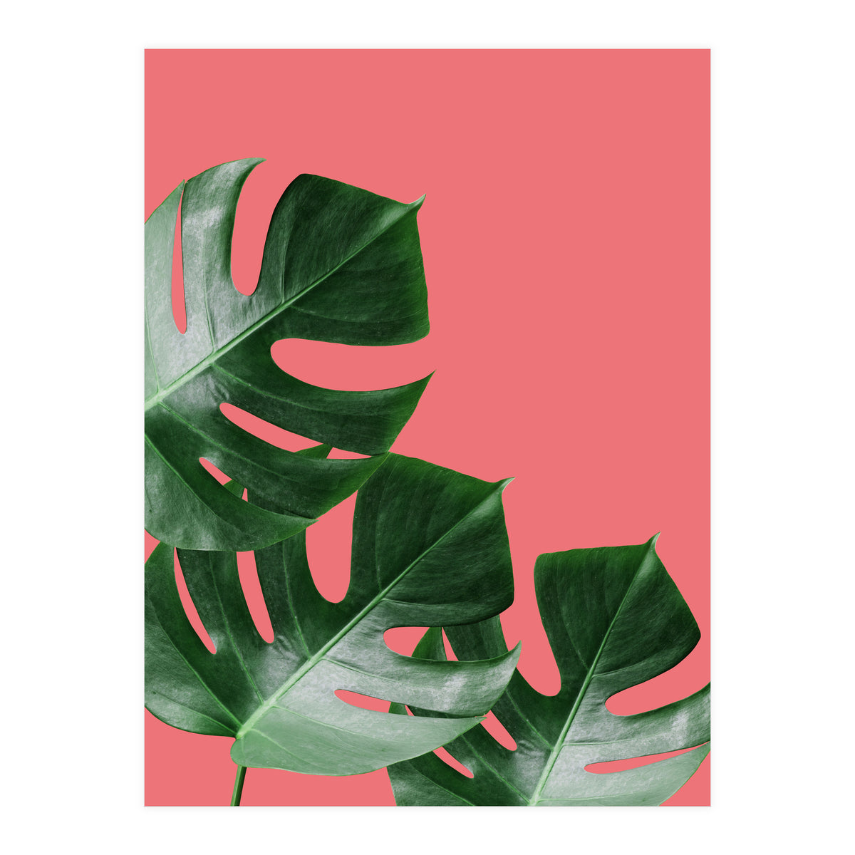 Tropical collage VI (Print Only)