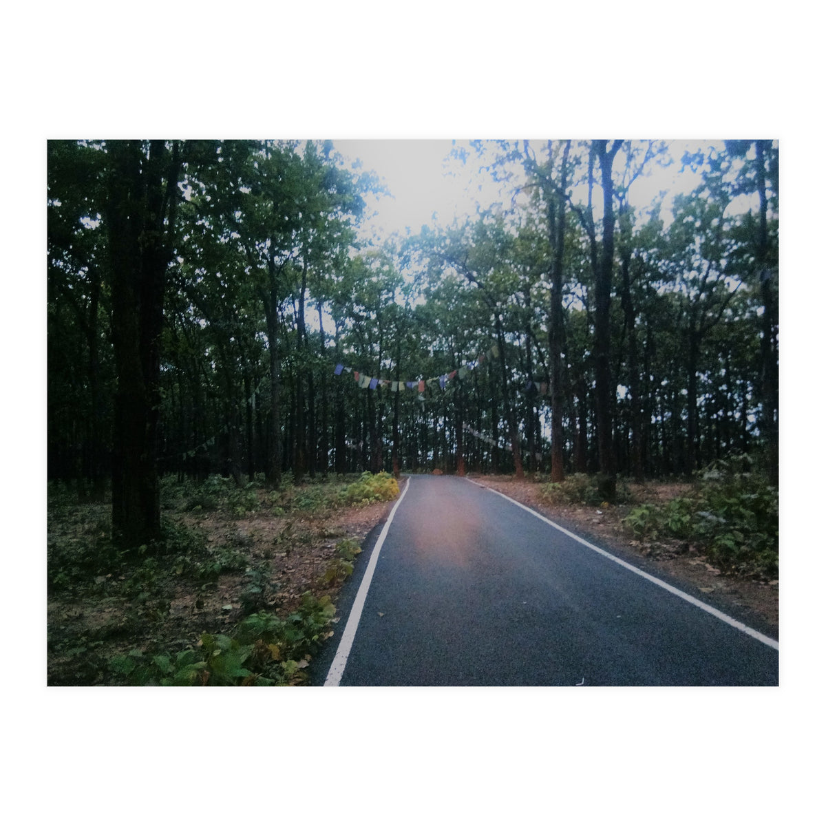 In To The Wild (Print Only)