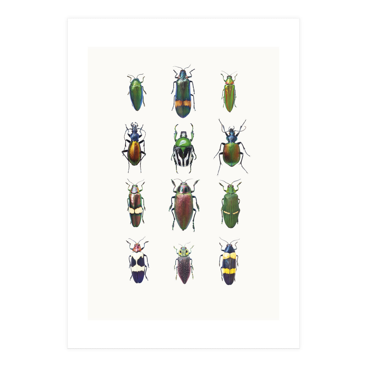 Cc Insects 03 (Print Only)