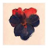 Blue Pansy (Print Only) thumbnail