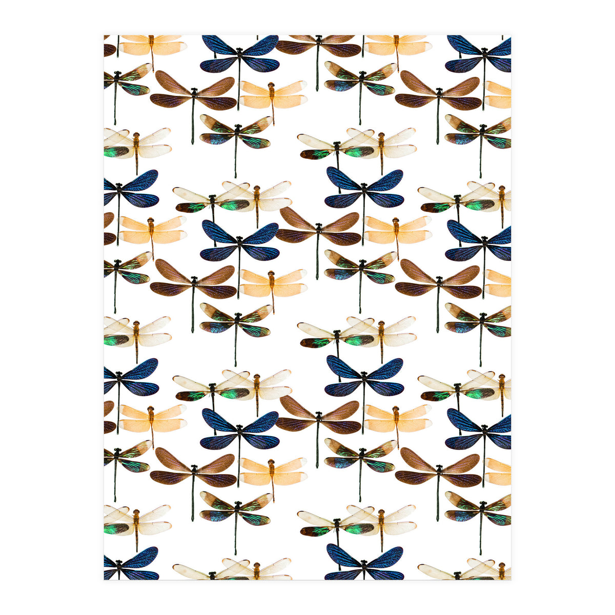 Cc Mle 10213 (Print Only)