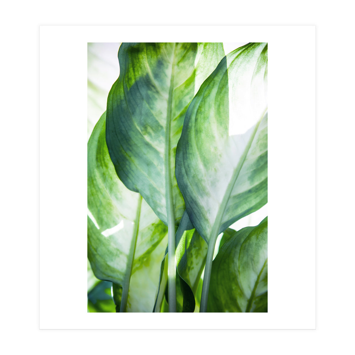 Tropic Abstract (Print Only)