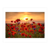 Poppies Sunset (Print Only) thumbnail