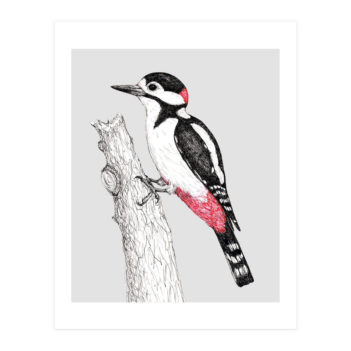 Great spotted woodpecker (Print Only)