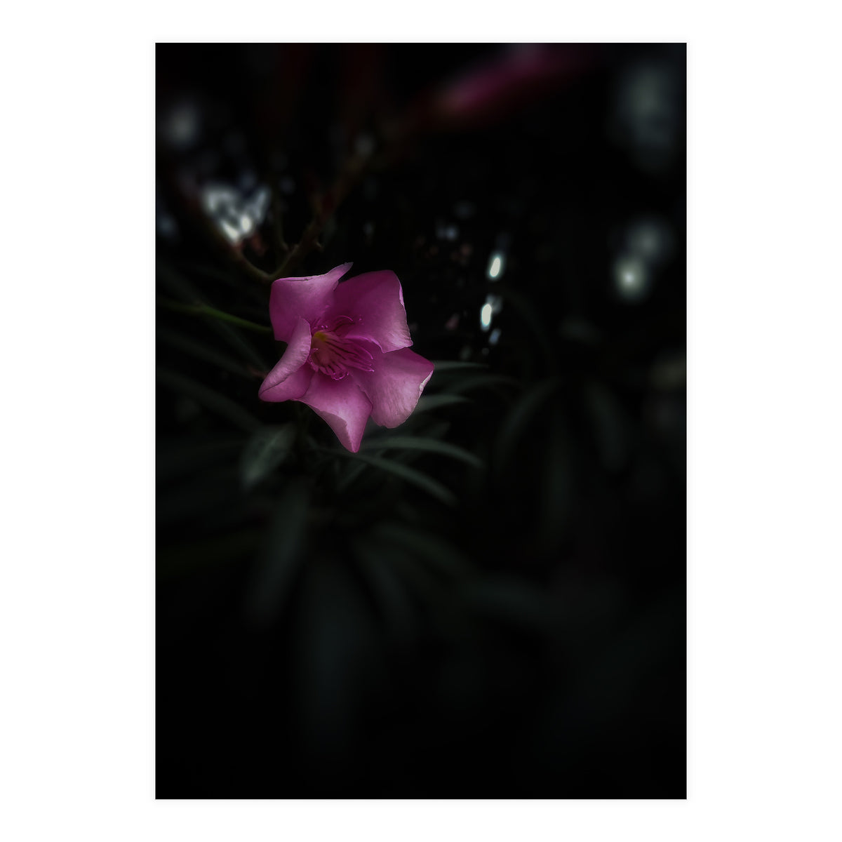 Pinky Flora (Print Only)