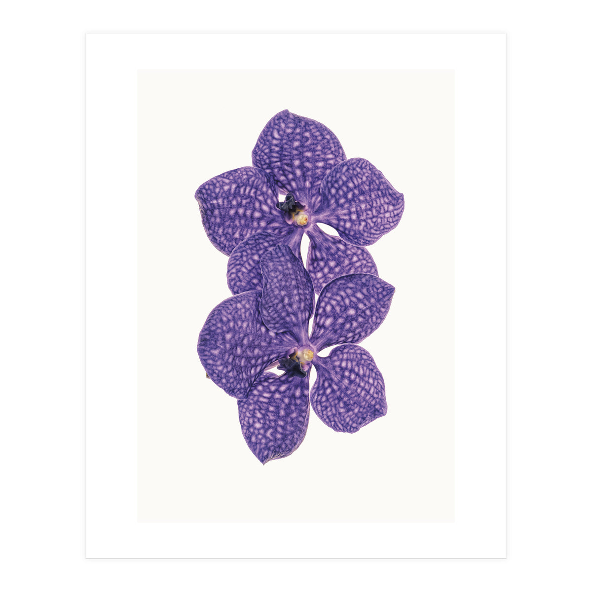 Cc Flower 06 (Print Only)