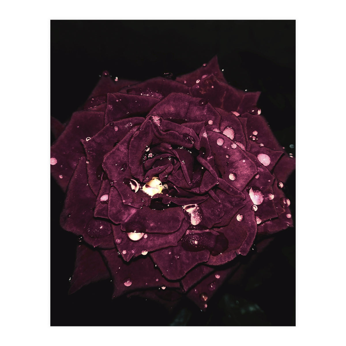 Shining Red Rose (Print Only)