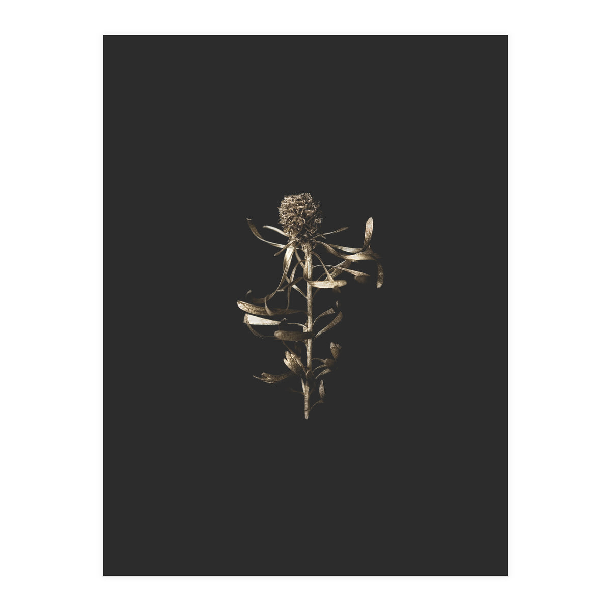 Golden Botanicals (Print Only)