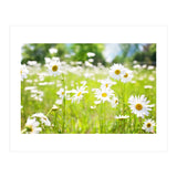 Flowers (Print Only) thumbnail