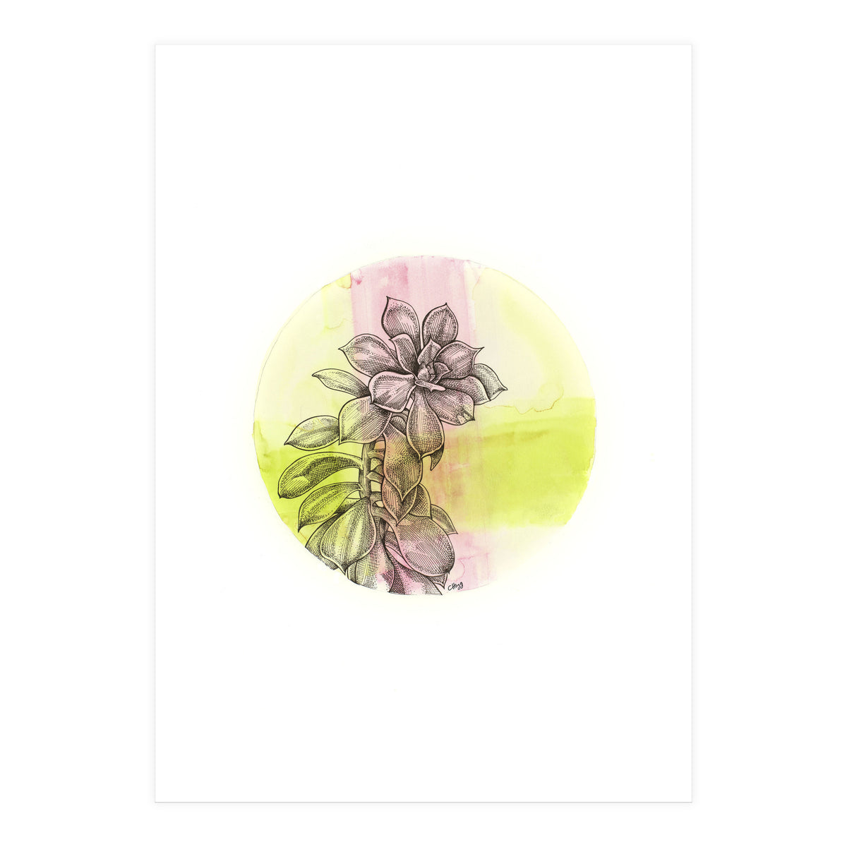 Succulent On Pink And Green (Print Only)