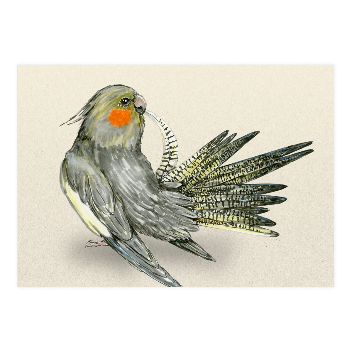 Preening cockatiel (Print Only)