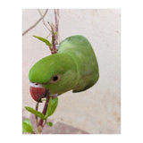 Cute Parrot (Print Only) thumbnail