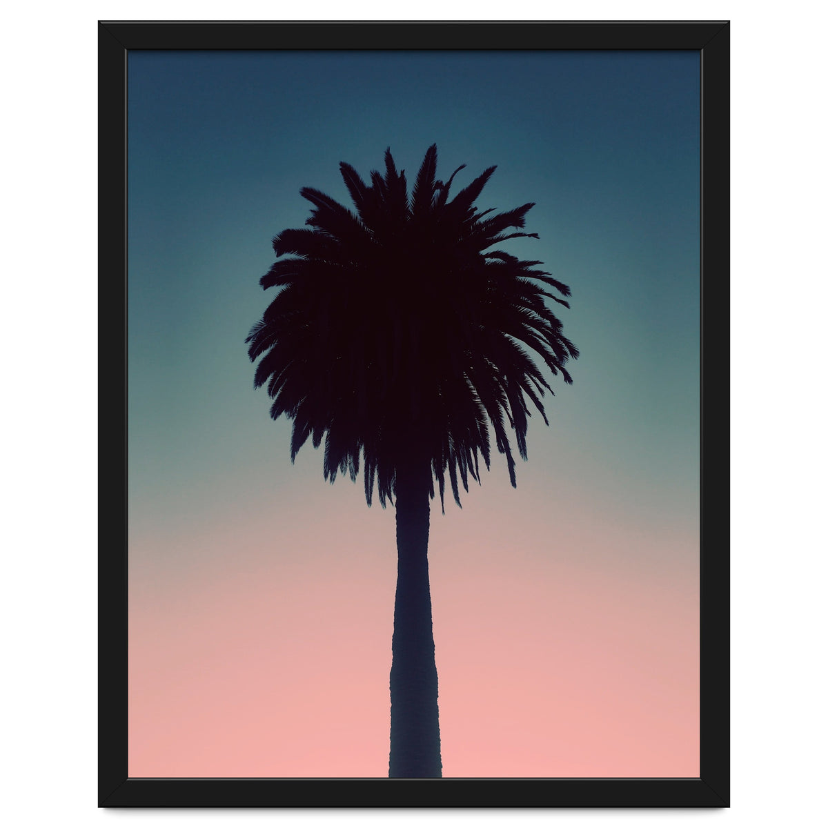 Sundown Palm